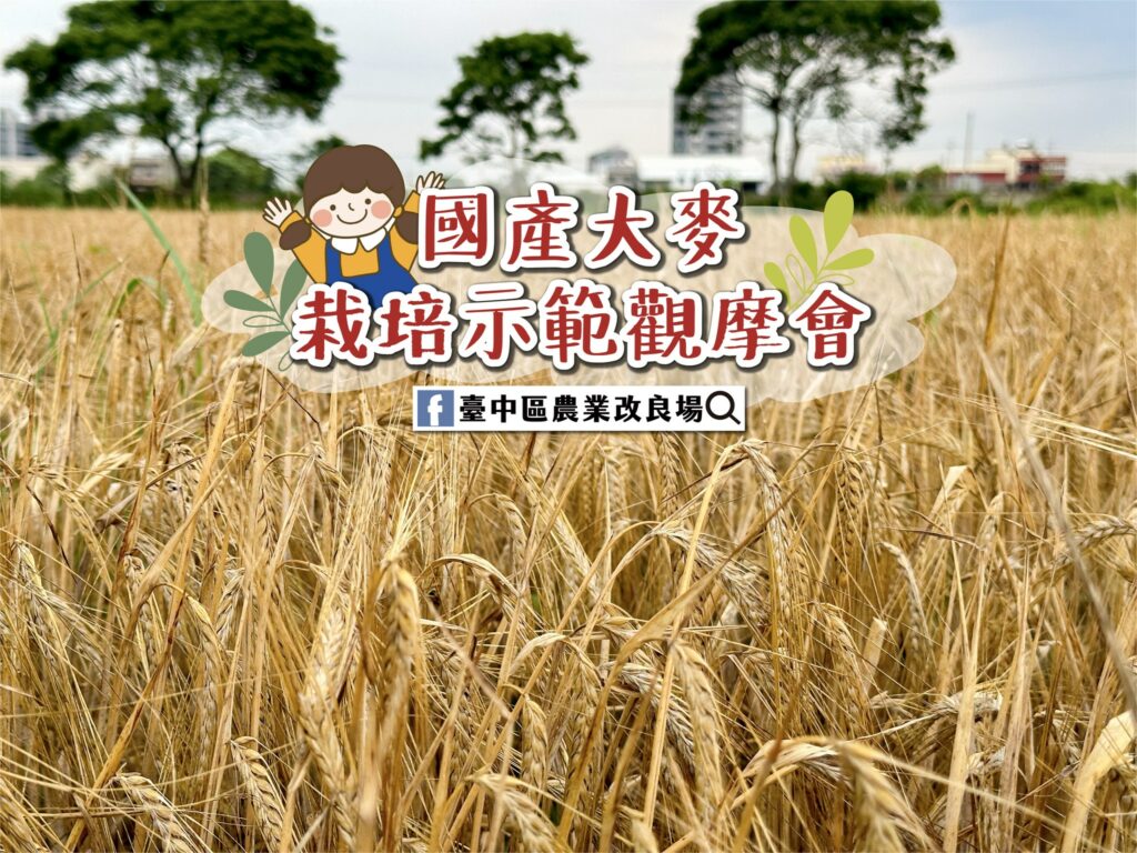 中改場：國產大麥栽培示範觀摩會
